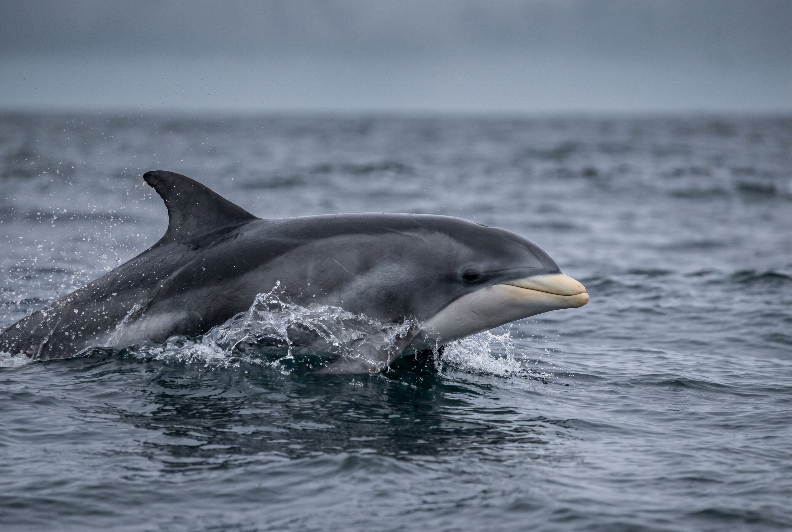 White-beaked Dolphin